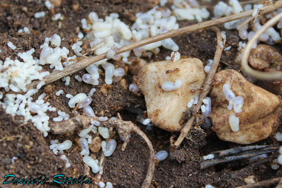 Formiche di quale specie? Tetramorium sp.